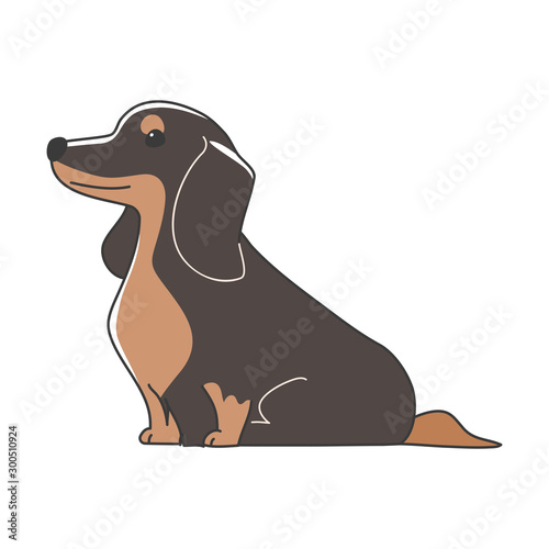 犬　ポーズ　表情　１匹　ミニチュアダックスフンド　おすわり