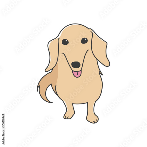 犬　ポーズ　表情　１匹　ミニチュアダックスフンド　おすわり