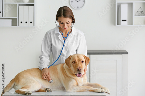 Veterinarian examining cute...