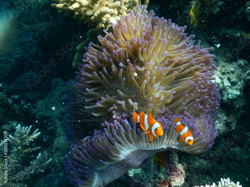 Nemo in the reef