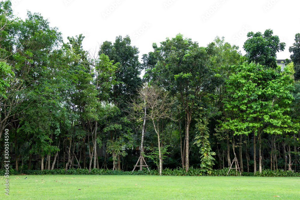 rows of trees with green grass