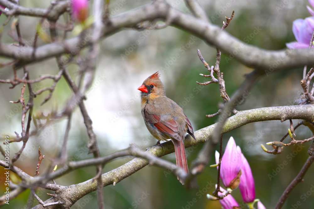 Cardinal on branch 2