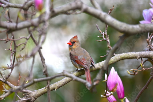 Cardinal on branch 2 © EL Photography