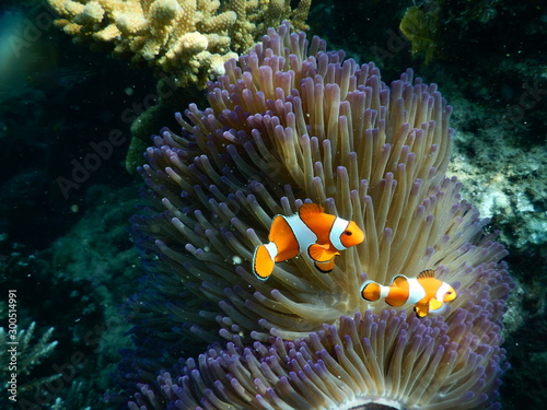 Clown Fish in Coral reef