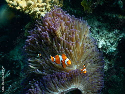 Clown Fish in Coral reef Photography