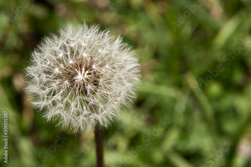 dandelion