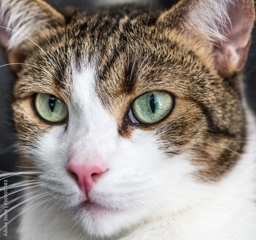 Lovely brown and white cat
