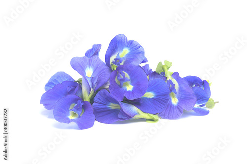 Fototapeta Naklejka Na Ścianę i Meble -  Pile of Butterfly pea flower isolated on white background with clipping path..