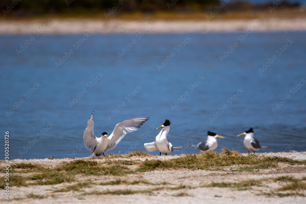 Fairy Terns - Rotnest Island - 'Sternula nereis' Fairy Terns - Rotnest Island - 'Sternula nereis'