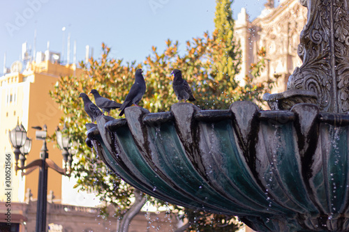 Pegeons at the fount in mexico town photo