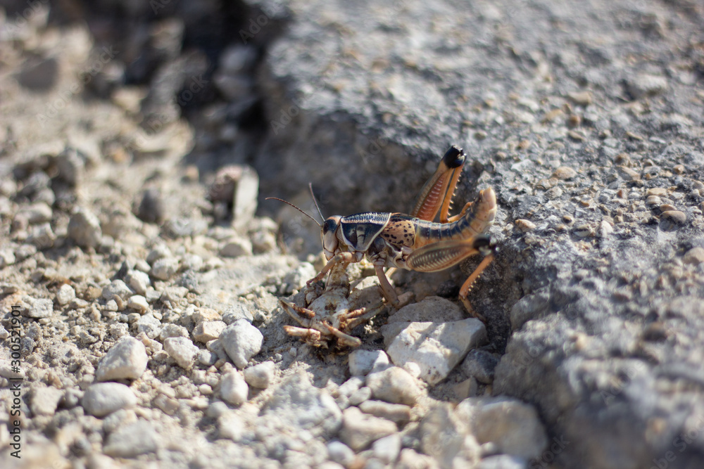 Grasshoper cinnanbal eating Grasshoper cinnanbal eating