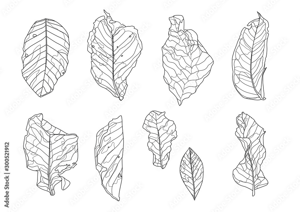 Skeletal leaves dry leaf lined design on white background illustration vector Skeletal leaves dry leaf lined design on white background illustration vector
