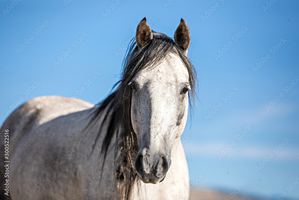 Obraz premium Wild Horses