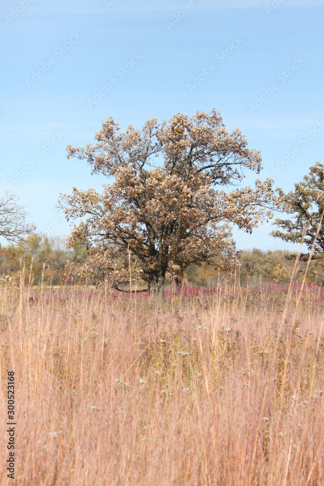 Fototapeta premium Autumn in the Prarie