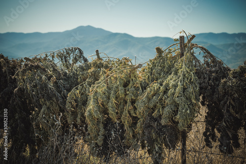 Marijuana, hemp, plants drying outdoors