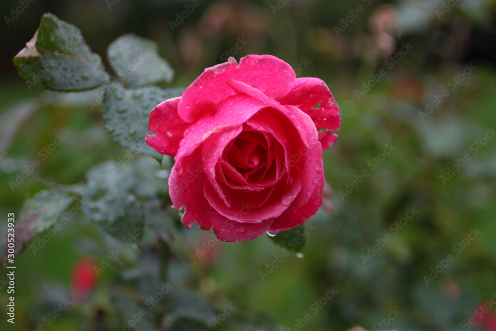 Rose in Dew Rose in Dew