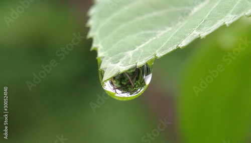 water drop on a green leaf