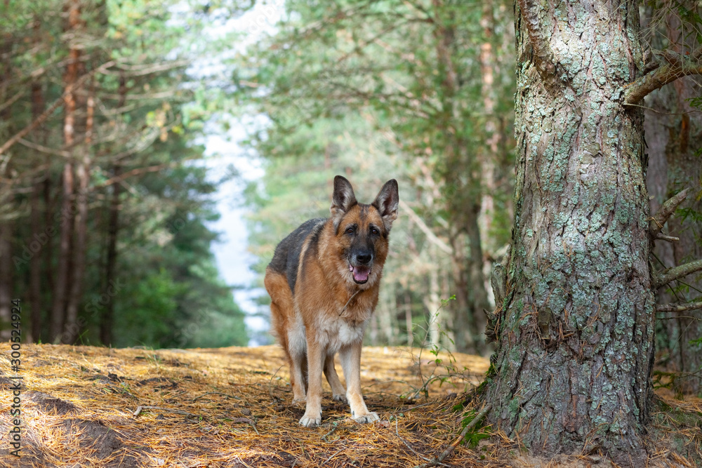 dog stands near a pine tree in the autumn forest