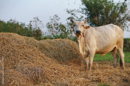 Fototapeta Naklejka Na Ścianę i Meble -  Common cow eating rice straw
