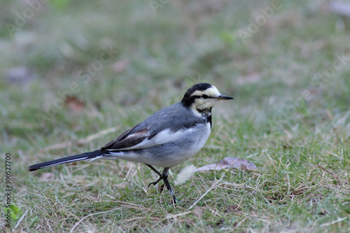 white wagtail