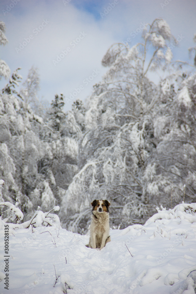 Dog sits on snow on backdrop of snowy forests and pan-blue the sky. Fabulous winter. Background concept for new year and Christmas cards.