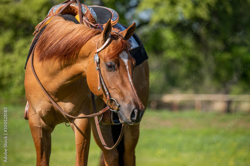 Obraz premium Horse Head Shot
