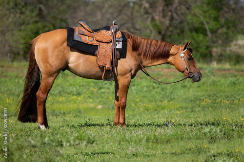 Horse, Equine, Conformation, profile, sale, western, dun, ranch, green © Terri Cage 