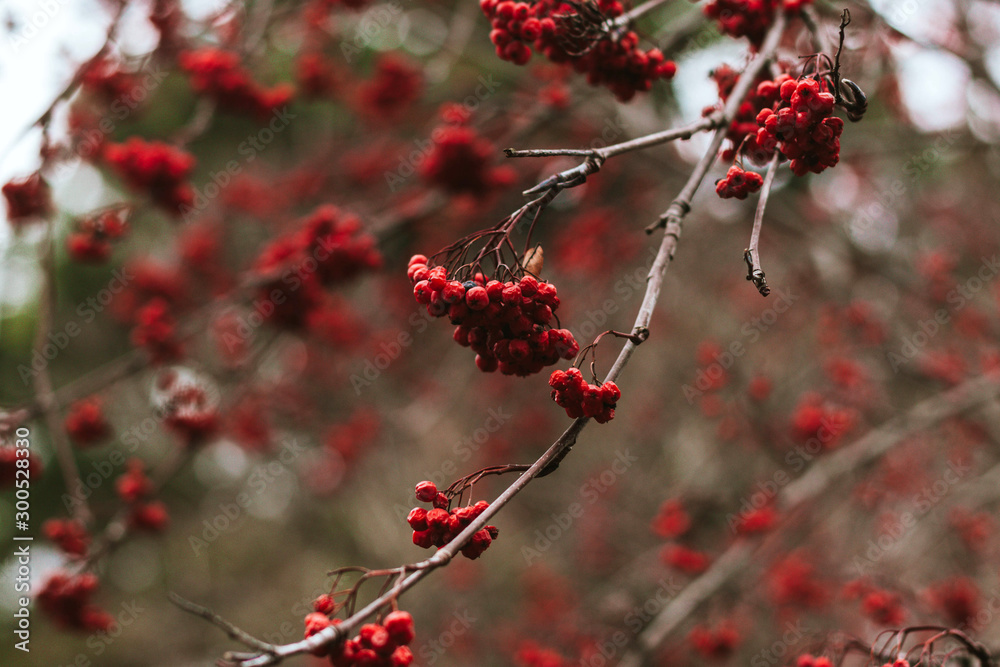 Red withering Rowan on a branch in autumn