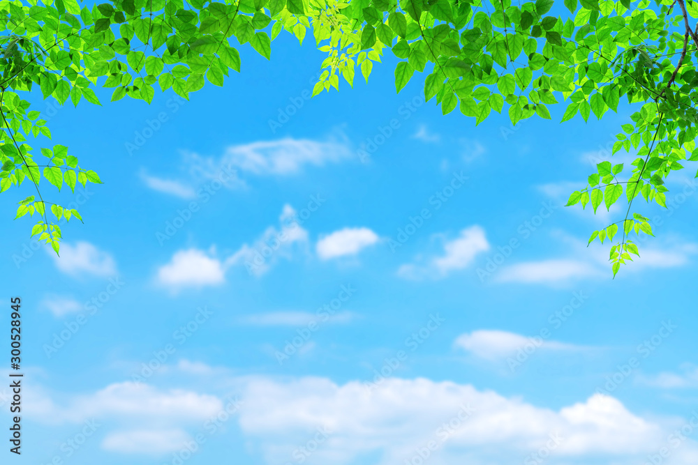 Green leaves pattern with blur blue sky and white cloud background