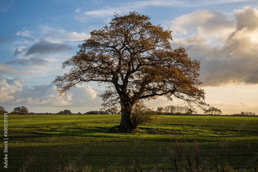 Obraz premium Solitary tree in different ligthing old oaktree