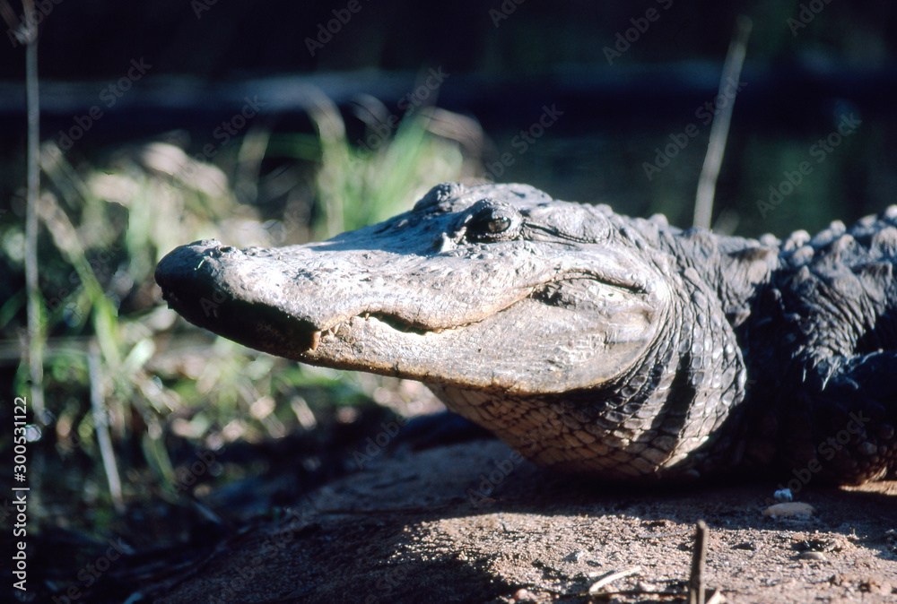 Fototapeta premium closeup of alligator looking for prey