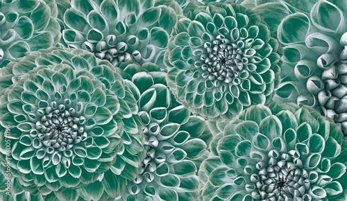 Floral green-turquoise background. Flowers dahlias close-up. Flowers composition. Nature.