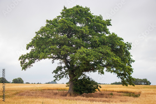 Fototapeta Naklejka Na Ścianę i Meble -  Solitary tree in different ligthing old oaktree