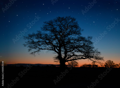 Solitary tree in different ligthing old oaktree