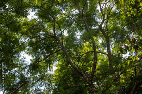 sky view inside the woods