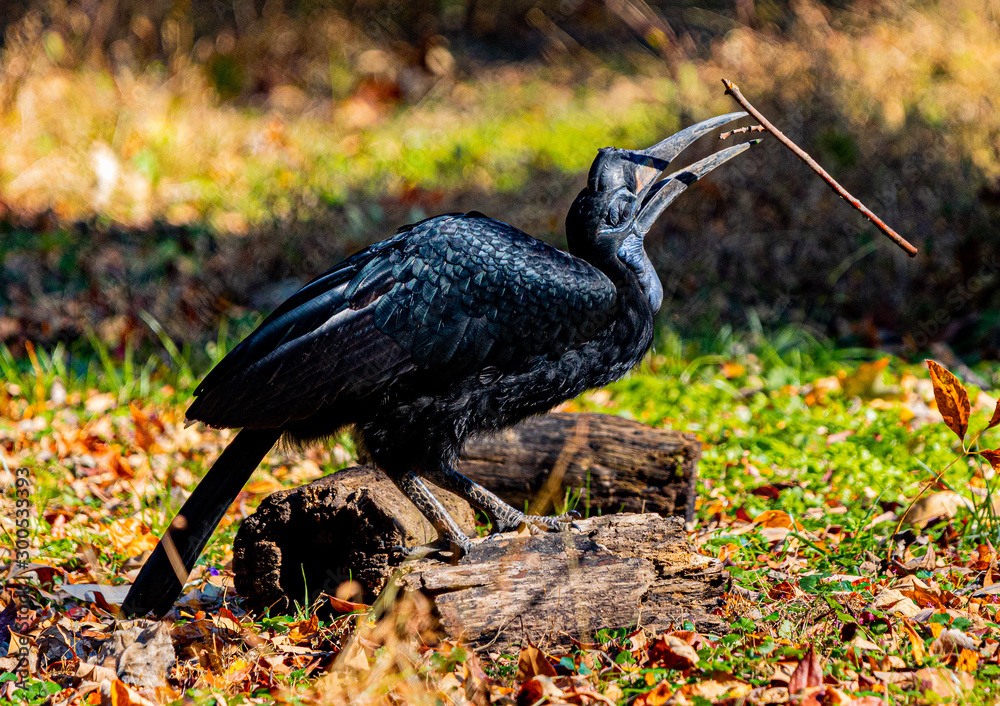Obraz premium Abyssinian ground hornbill