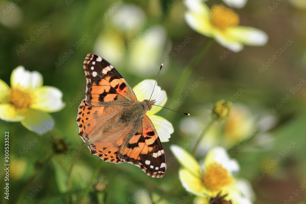 Obraz premium ヒメアカタテハ