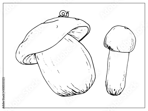 Vector illustration with porcini mushrooms on a white background.