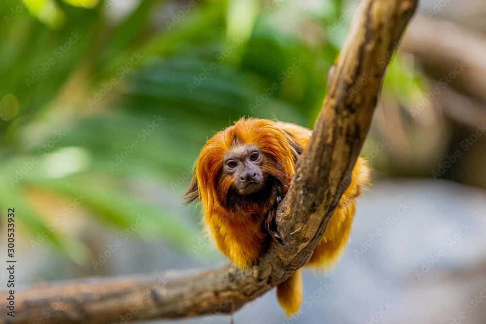 Golden lion tamarin