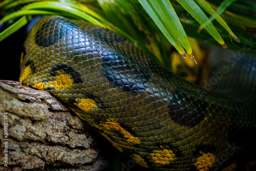 Fotografía Green Anaconda