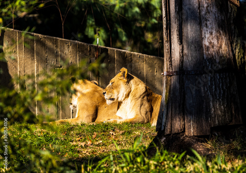 Photography Lioness
