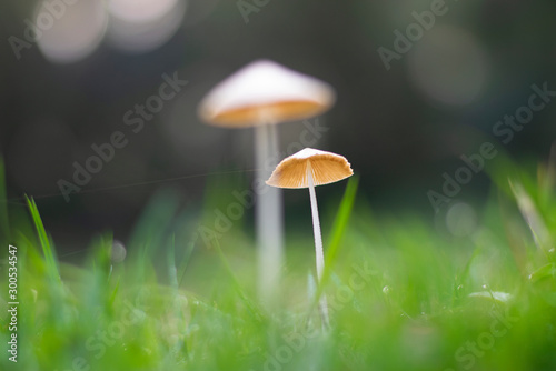 mushrooms in the morning light