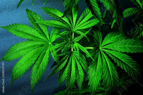 beautiful green cannabis leaves.fresh marijuana plant