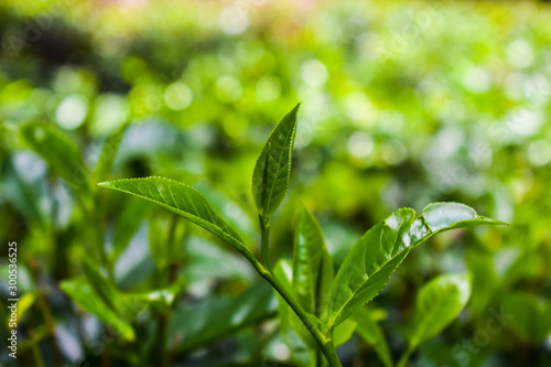 Fototapeta Naklejka Na Ścianę i Meble -  Natural Tea Plantation Green tea