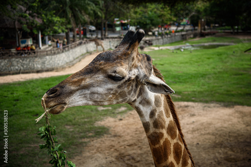 Giraffes are eating food that humans feed