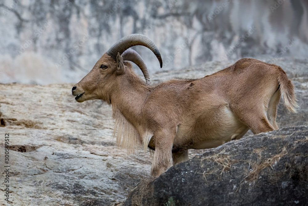 The mountain goat standing on a steep cliff