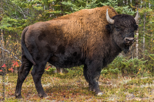 カナダ ウッドバッファロー国立公園の野牛 Wood Buffalo National Park