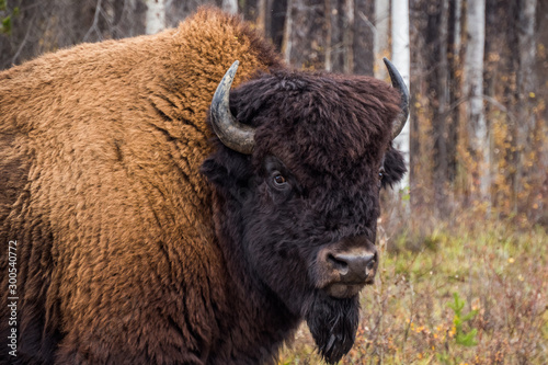 カナダ ウッドバッファロー国立公園の野牛　Wood Buffalo National Park © norikko