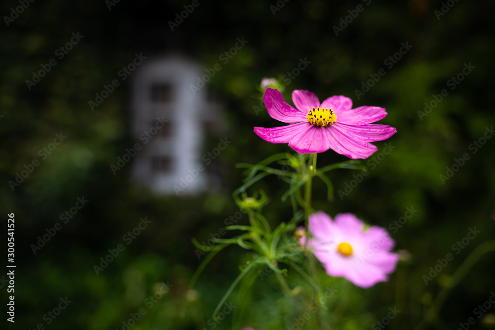 flowers in the garden flowers in the garden