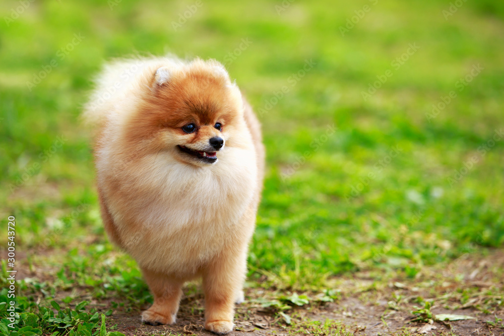 The dog breed pomeranian spitz The dog breed pomeranian spitz